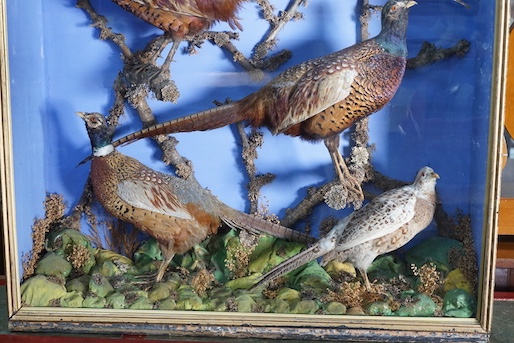 A large early 20th century taxidermy display of four pheasants in naturalistic setting, width 100cm, depth 29cm, height 98cm